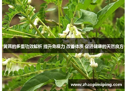 黄芪的多重功效解析 提升免疫力 改善体质 促进健康的天然良方