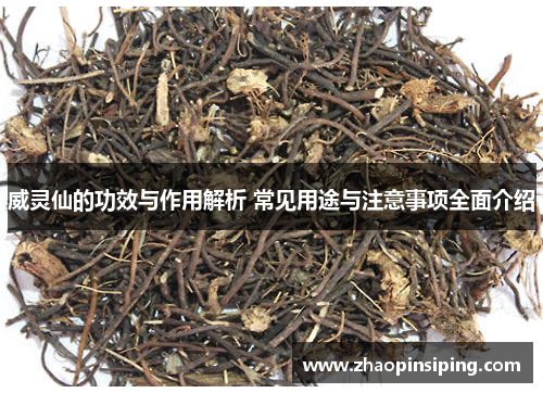 威灵仙的功效与作用解析 常见用途与注意事项全面介绍